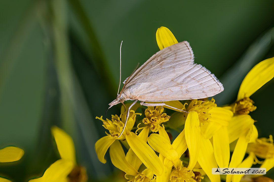 Crambidae  - Ostrinia nubilalis ?   No, Udea lutealis